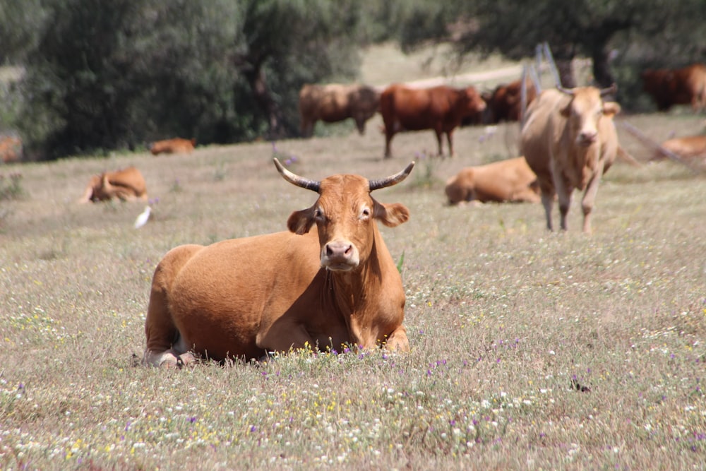 brown cattle on green grass during daytime