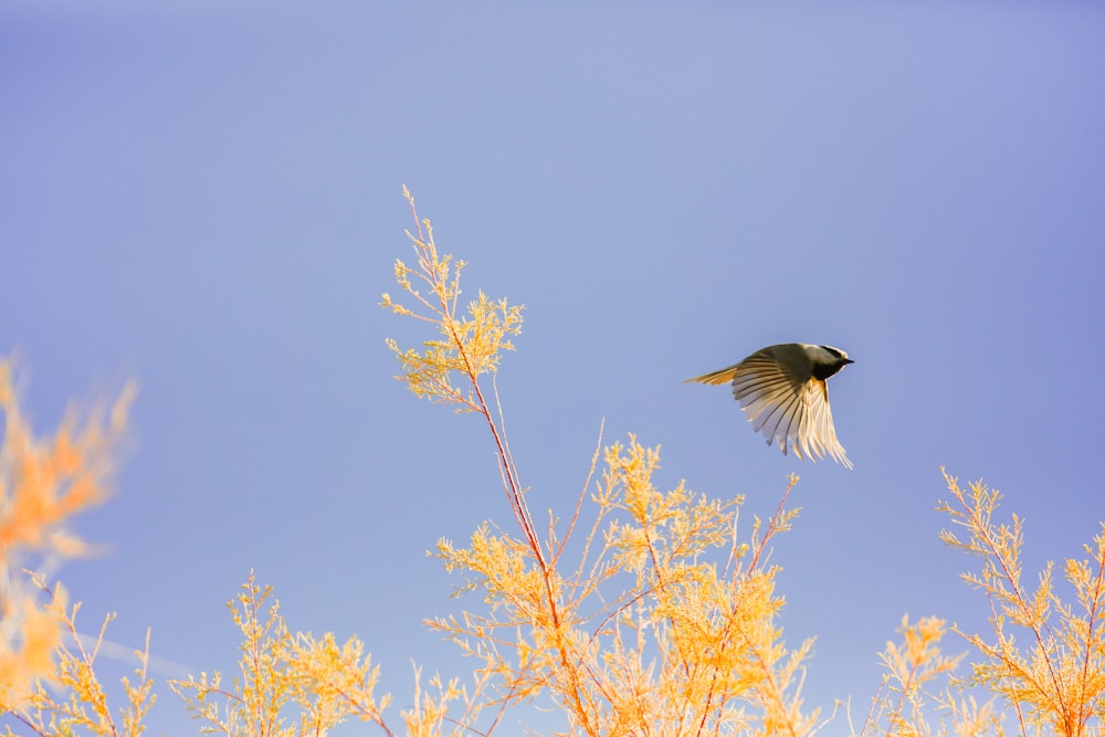 植物の上を飛ぶ鳥