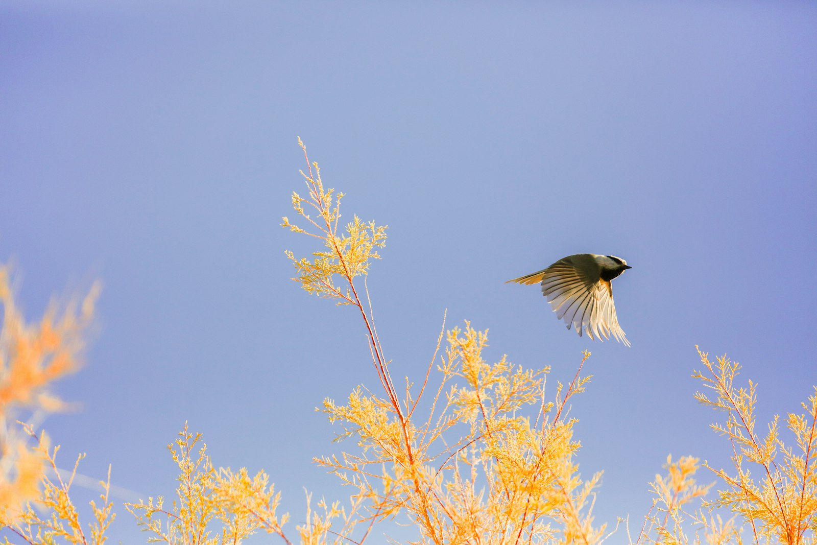 Canon EOS 5DS + Canon EF 100-400mm F4.5-5.6L IS II USM sample photo. Bird in flight over photography