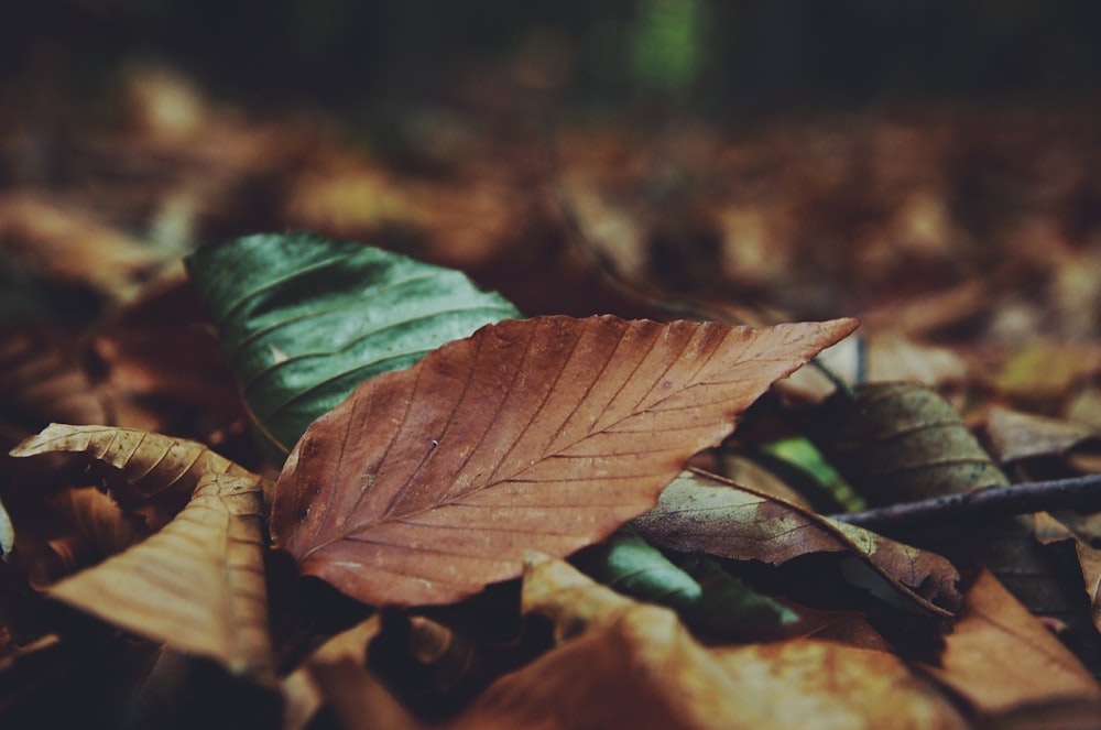 closeup photo of dried leaf