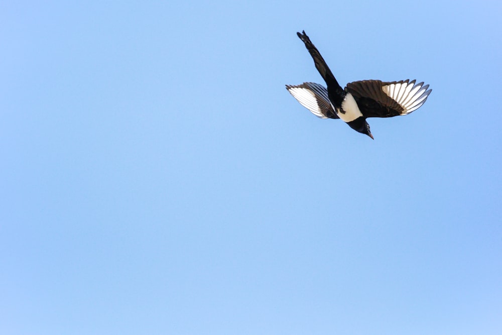 photo of black and white flying bird