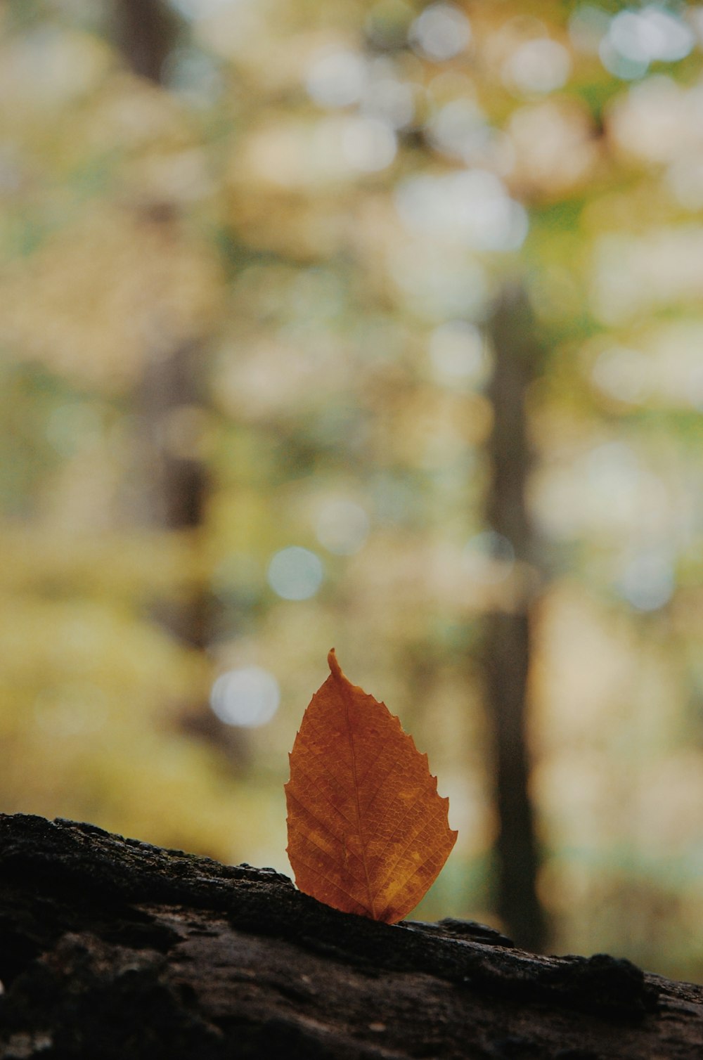 closeup photo of brown leaf