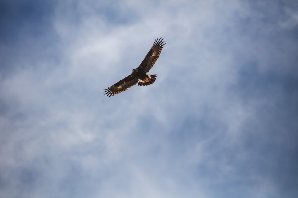 Photo en contre-plongée d’un faucon brun volant de jour