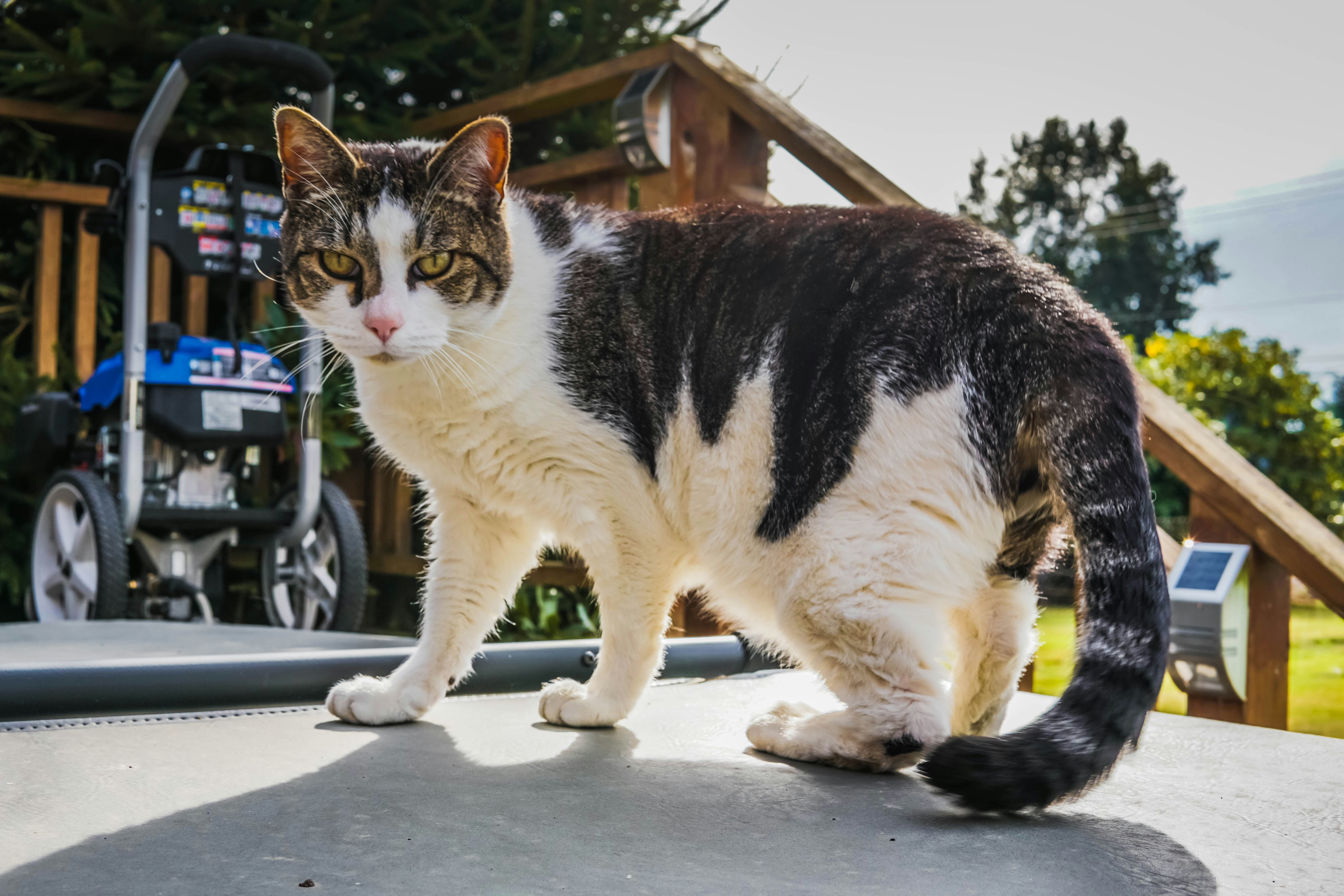Kediler Neden Sokakta Daha Mutlu Görünüyor? 2026 Gerçekleri: Ev Kedisi Hapishane mi?