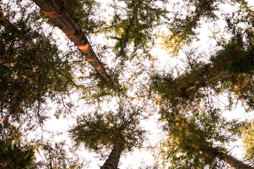 Fotografía de ángulo bajo de árboles verdes durante el día