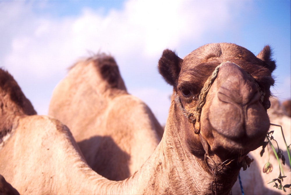 Fotografia de foco raso de camelo