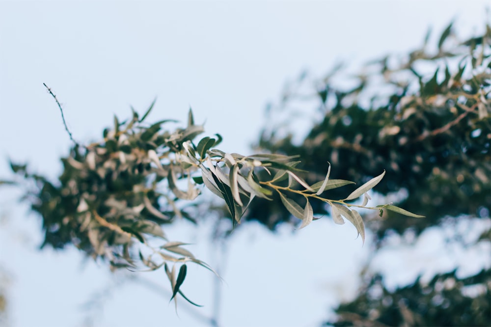 selective focus of green leafed plant surrounded by snow