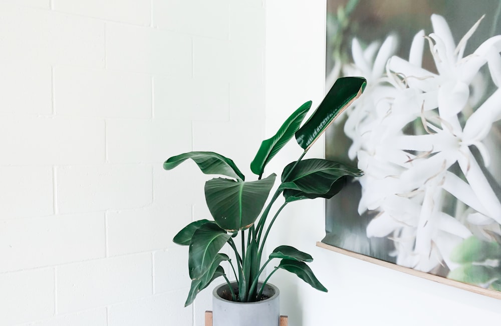 planta de folhas verdes no vaso de cerâmica branca