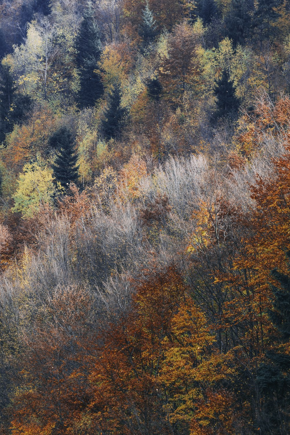 Blatthohe Bäume in verschiedenen Farben