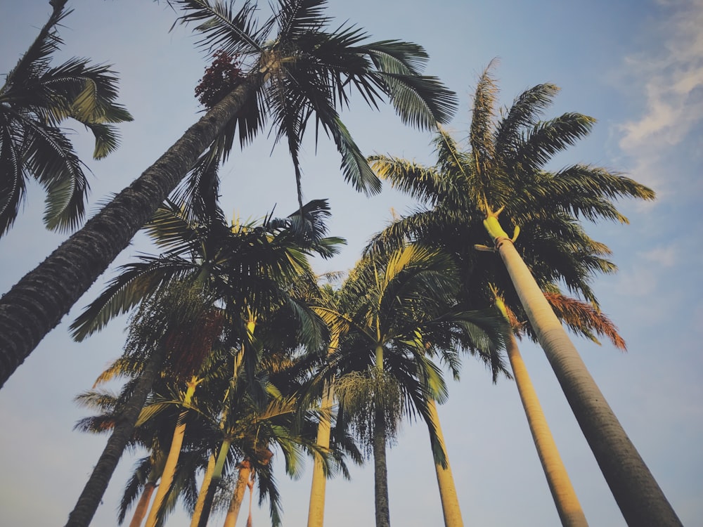 photography of green coconut trees