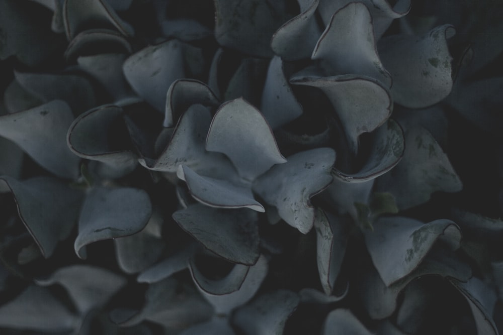 grayscale of plant leaves