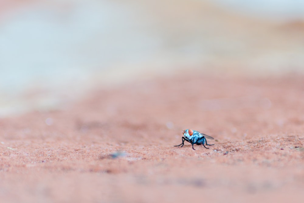 selective focus photography of blue and orange insect on ground