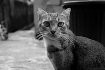 A close-up of a cat in grayscale, with large eyes and long whiskers. The background is a blurred alley or urban setting, indicating an outdoor location. The cat is looking directly at the camera, and there is a trash can visible behind it.