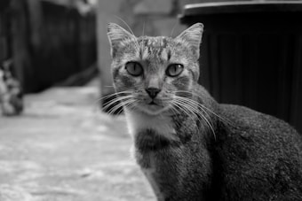 A close-up of a cat in grayscale, with large eyes and long whiskers. The background is a blurred alley or urban setting, indicating an outdoor location. The cat is looking directly at the camera, and there is a trash can visible behind it.