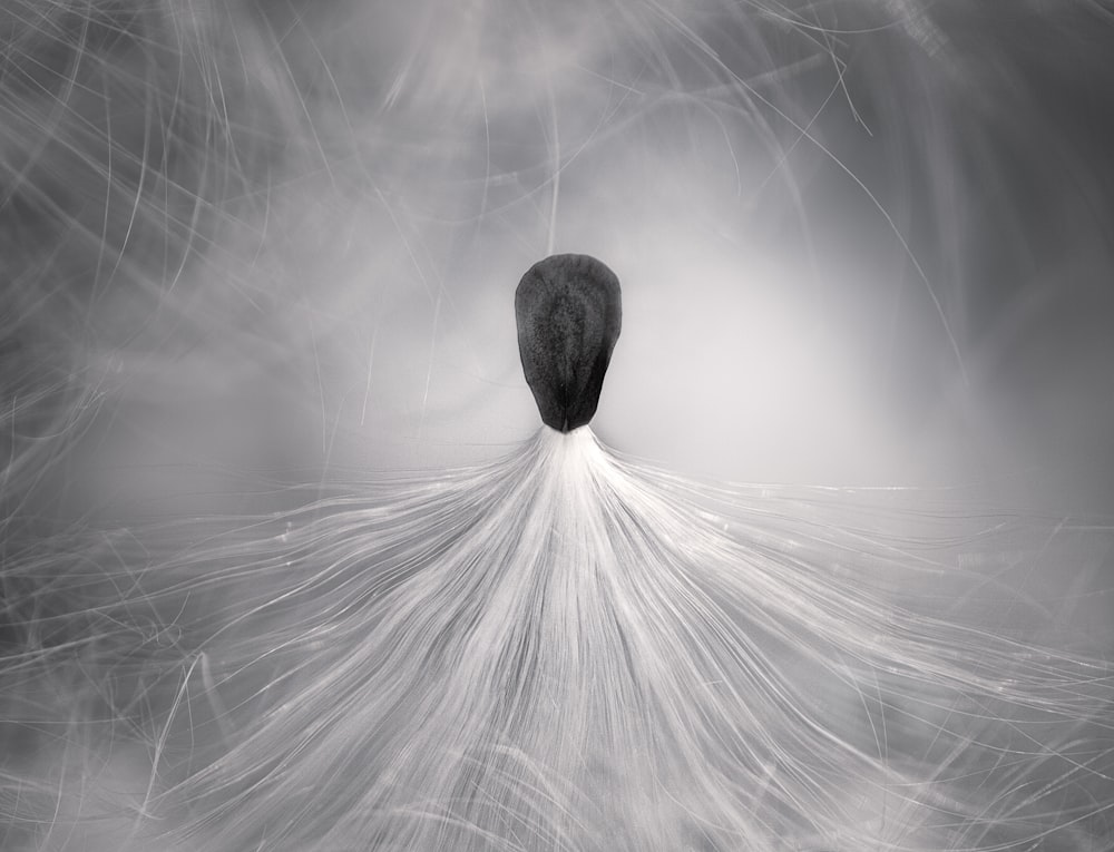 a black and white photo of a feather