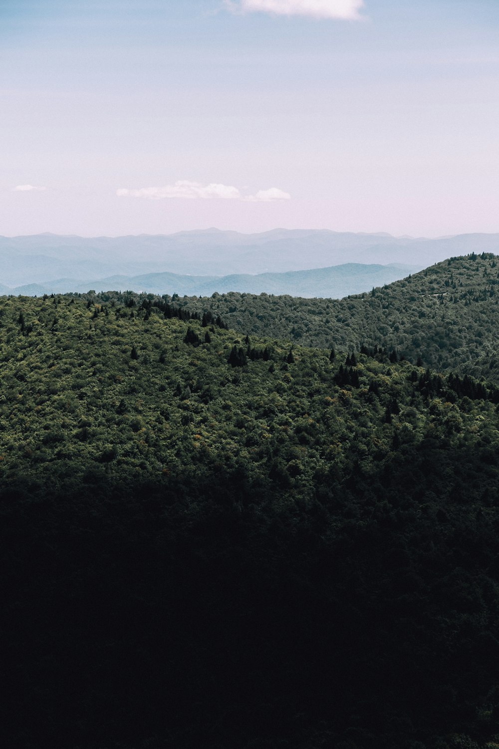 landscape photography of green trees