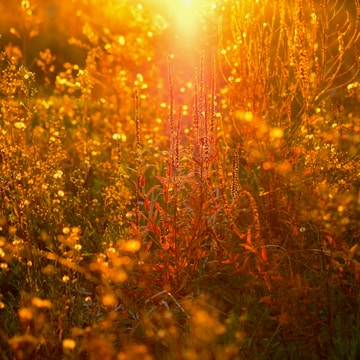 Illustrations of playful farm animals and children exploring a sun-dappled meadow.