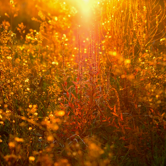 A colorful drawing of a smiling sun with rays shining over a green meadow filled with flowers.