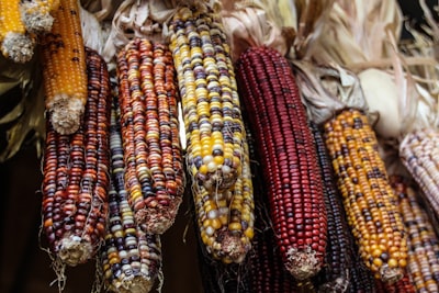 photo of peeled corns indian corn zoom background