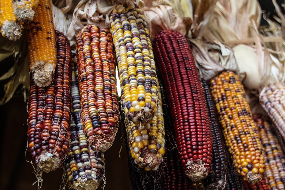 photo of peeled corns