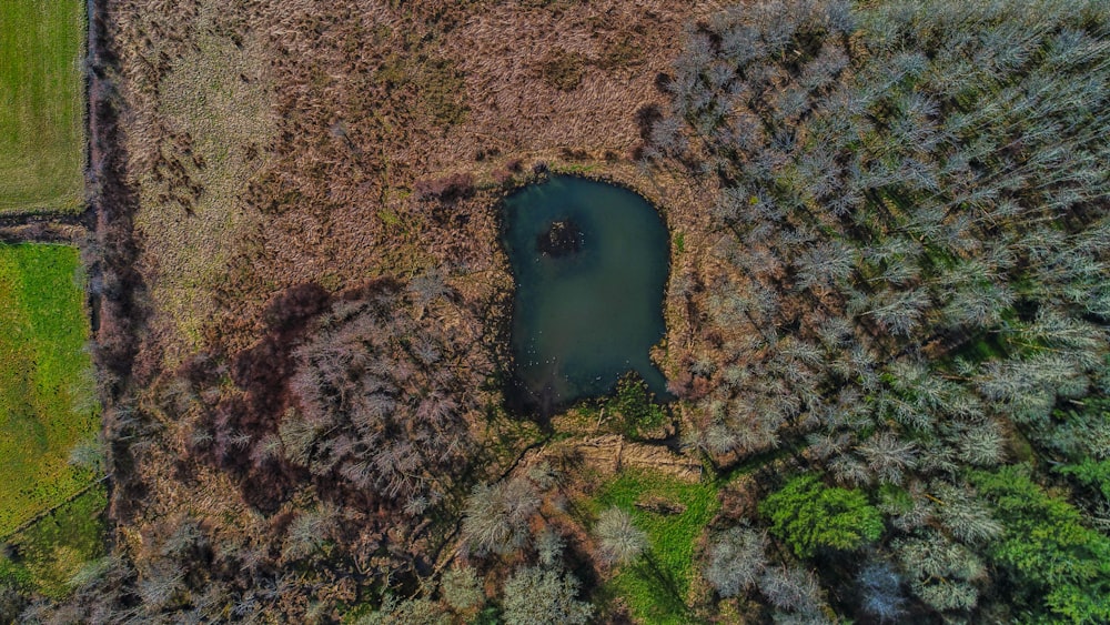 aerial view of trees