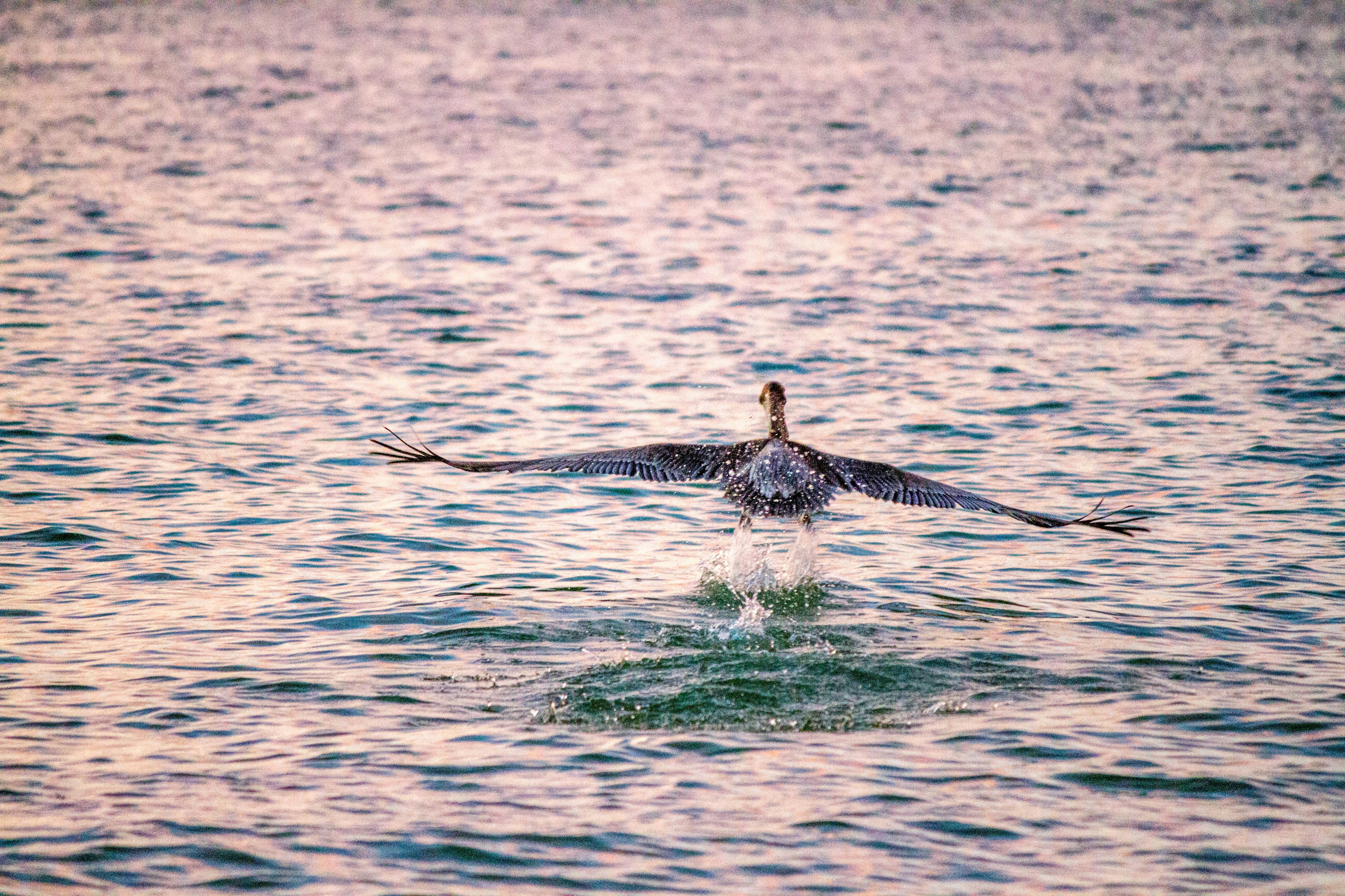 black and white bird flew over body of water during daytime