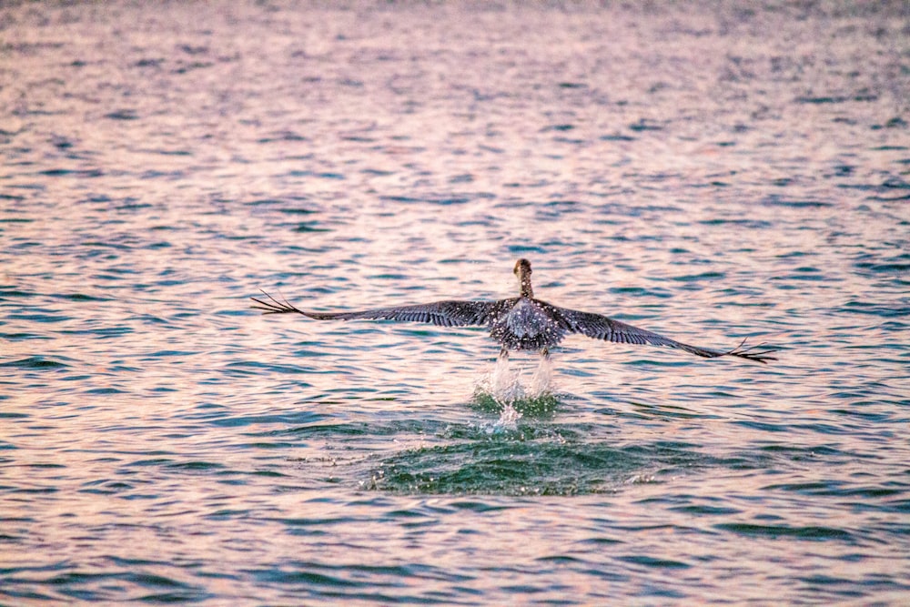 L'uccello bianco e nero ha volato sopra lo specchio d'acqua durante il giorno