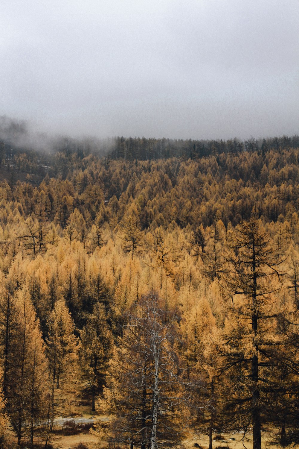 forest of pine trees