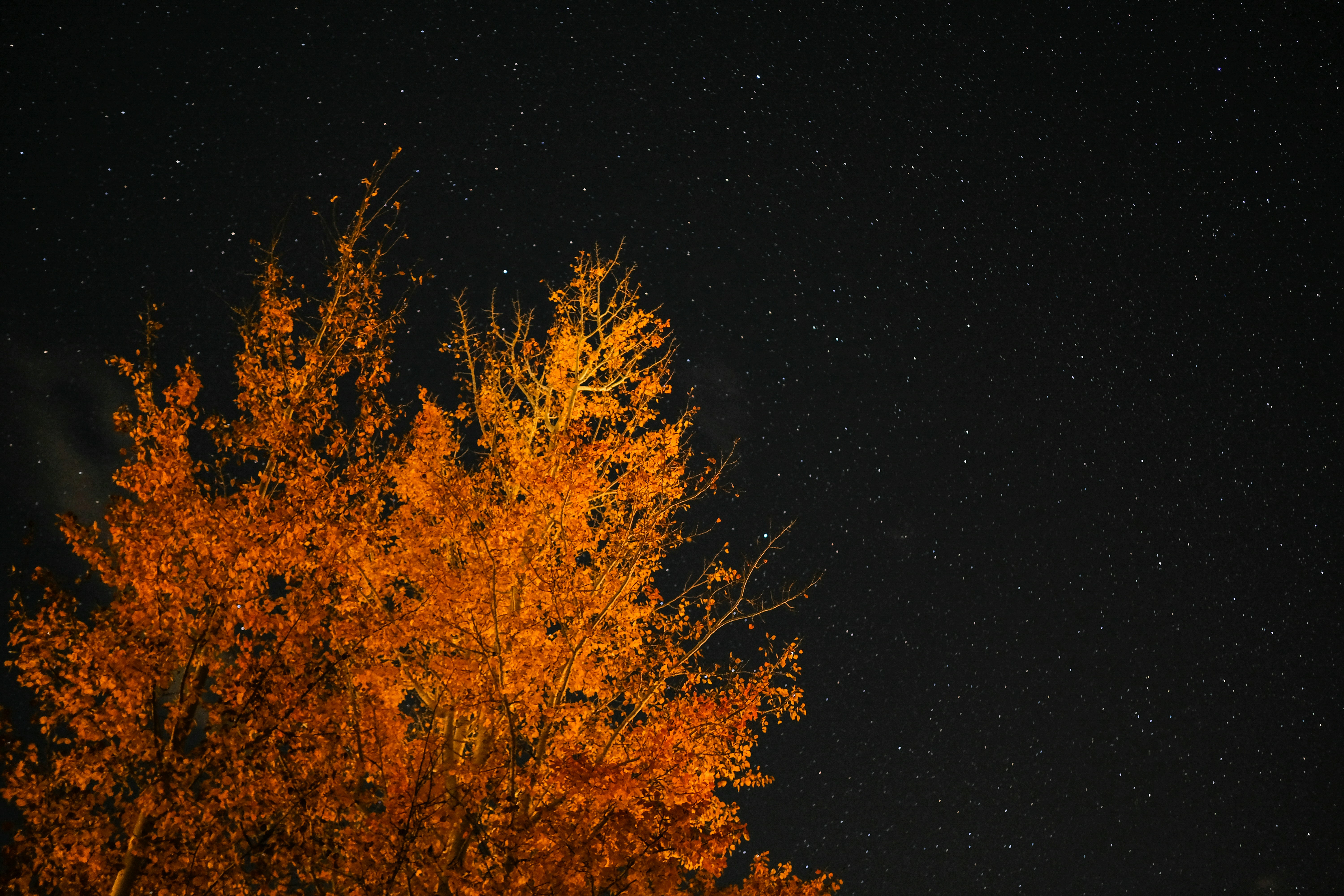orange leafed tree under starry sky