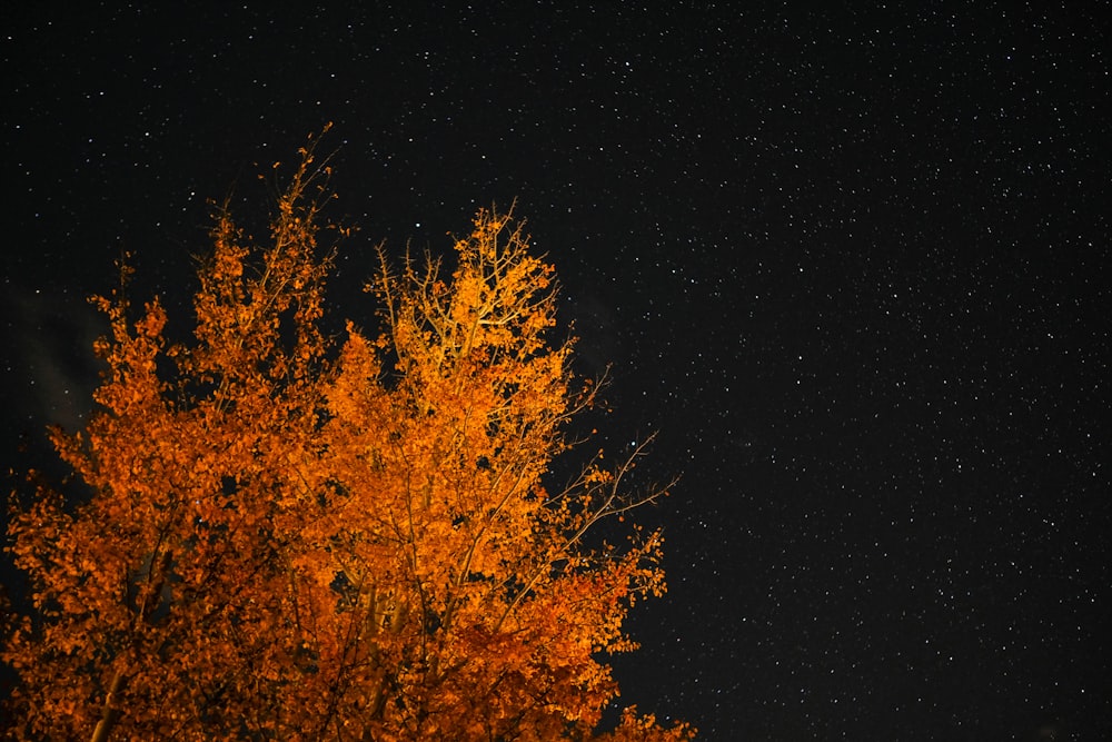 星空の下のオレンジ色の葉の木