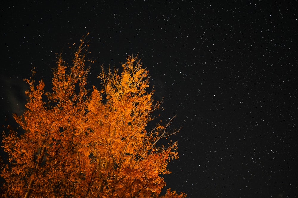 orange leafed tree under starry sky