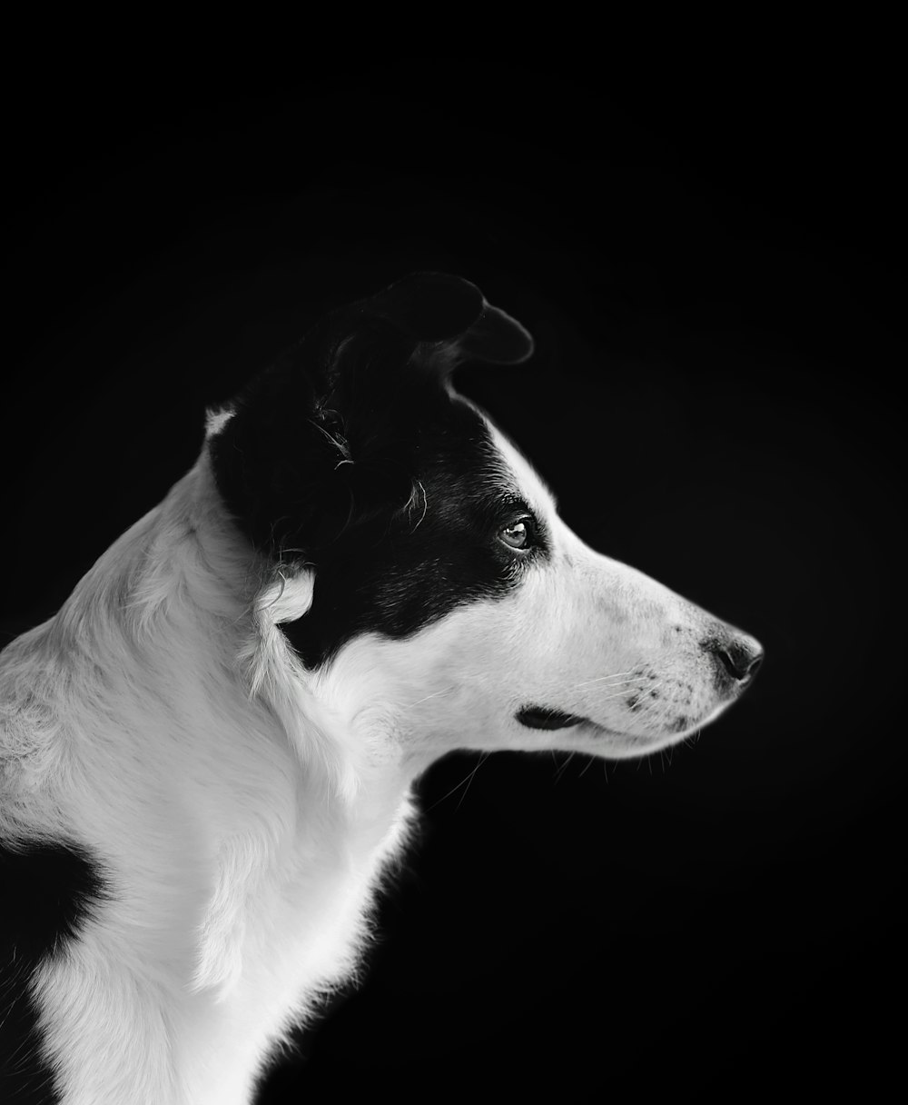 black and white shot of a dog portrait