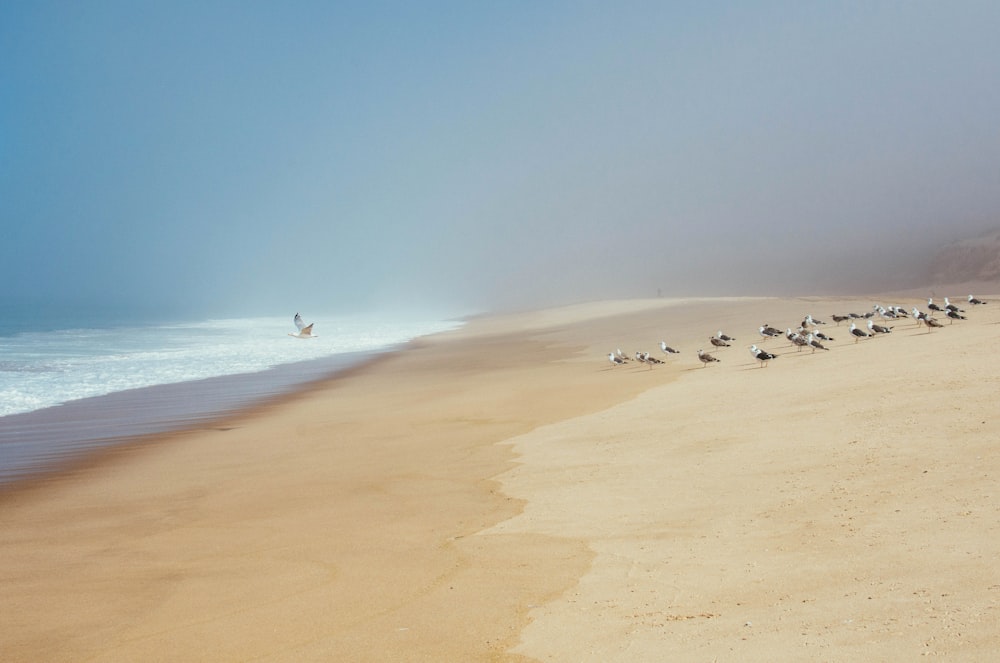 flock of birds walking on beach shore
