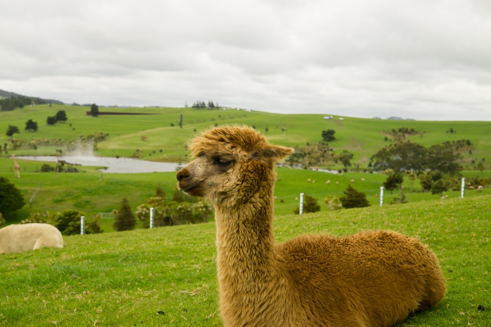 Foto de animal marrón de 4 patas