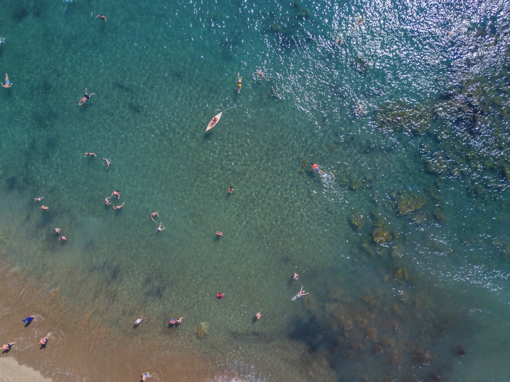 bird's eye photography of people swimming in ocean