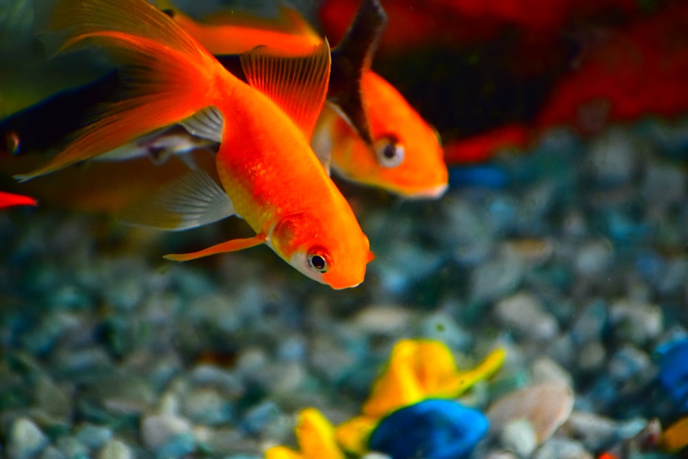 Fotografía de enfoque superficial de peces naranjas