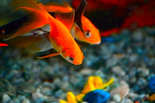 shallow focus photography of orange fishes in Raipur India