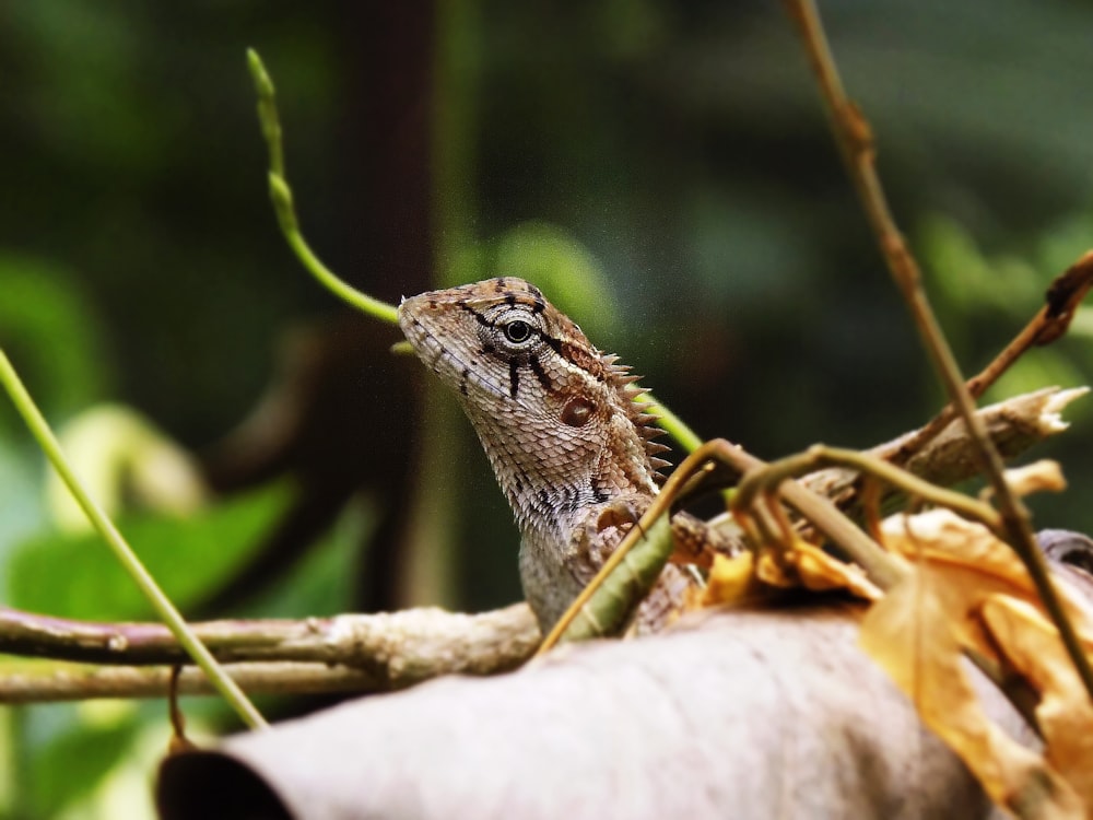 brown lizard beside brown branch at daytime