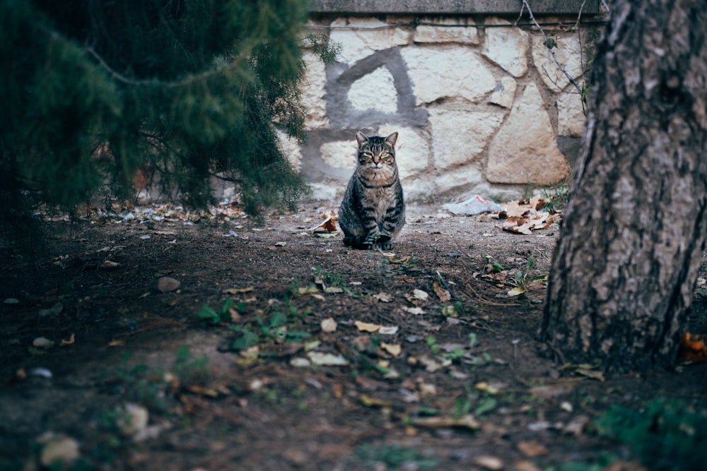 braun getigerte Katze, die in der Nähe der Wand steht