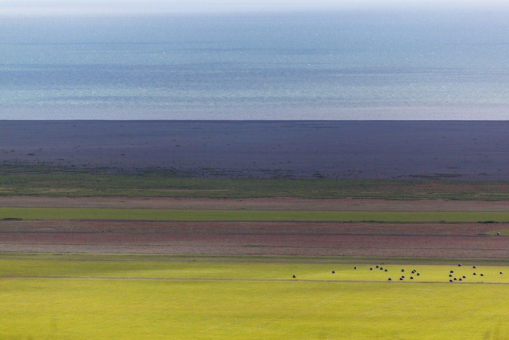 a herd of animals grazing on a lush green field