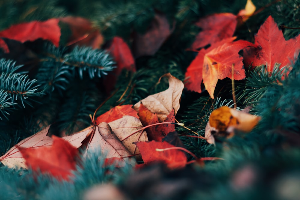 closeup photo of maple leaves