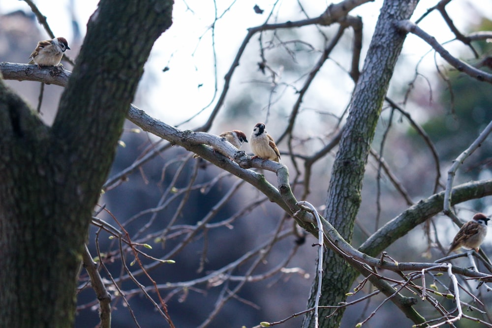 회색 나뭇 가지에 두 마리의 갈색 새 농어의 선택적 초점 사진