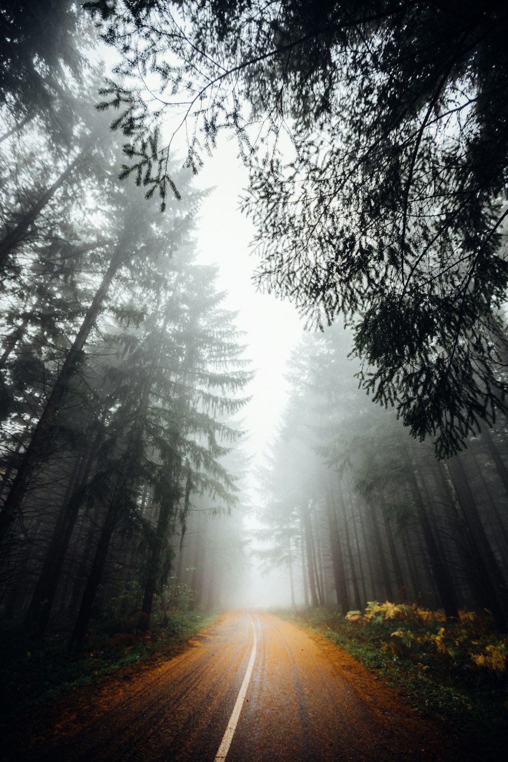 strada nei boschi con nebbie sopra la testa durante il giorno