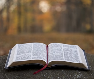 bible page on gray concrete surface