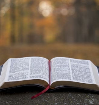 bible page on gray concrete surface