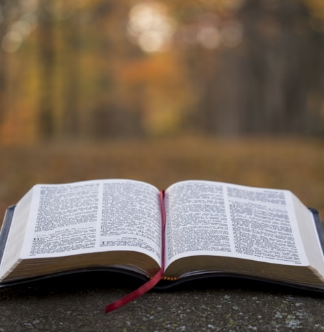 bible page on gray concrete surface