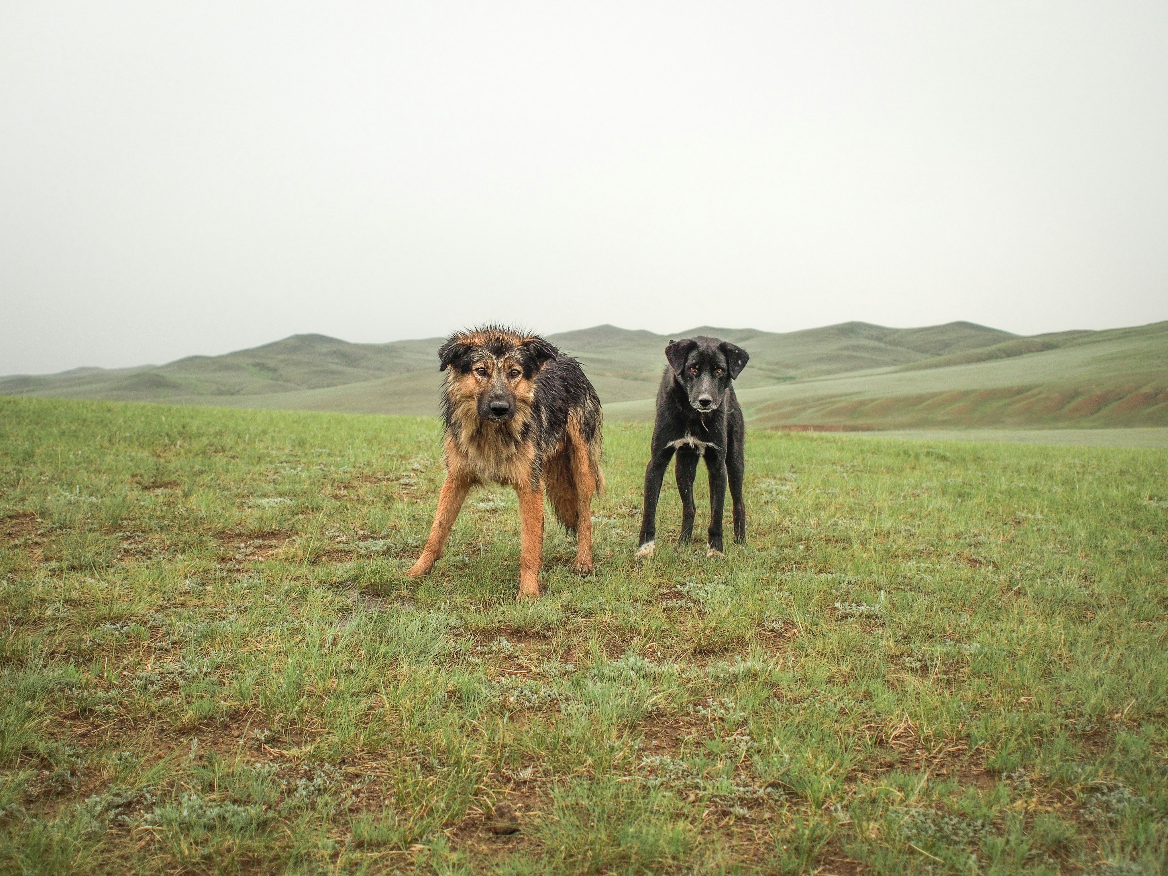 Wild Mongolian dogs drenched after a thunderstorm