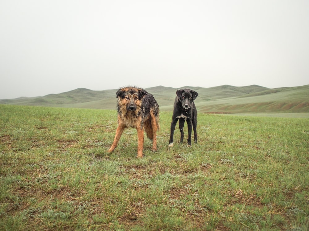 adult brown and black dogs on green grass field at daytime