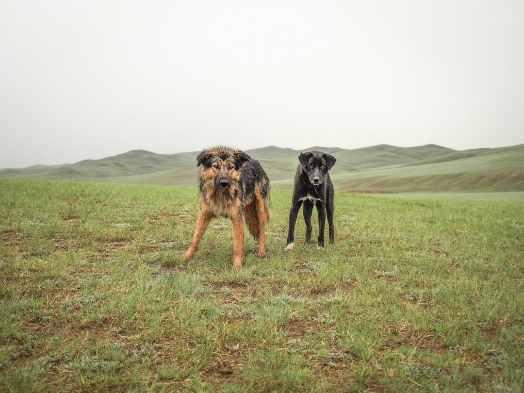 19-Day Family Guide to Mongolia: Epic Steppe Journey