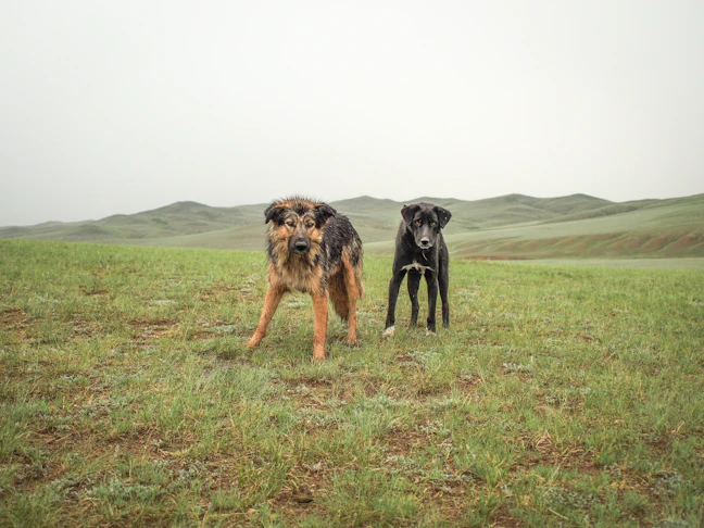 19-Day Family Guide to Mongolia: Epic Steppe Journey